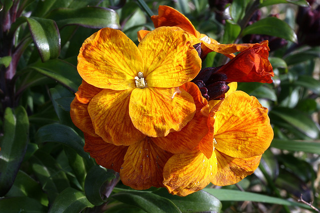 Erysimum Cheiri